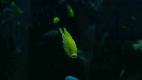 Big fish in the aquarium Stock Footage 231926921