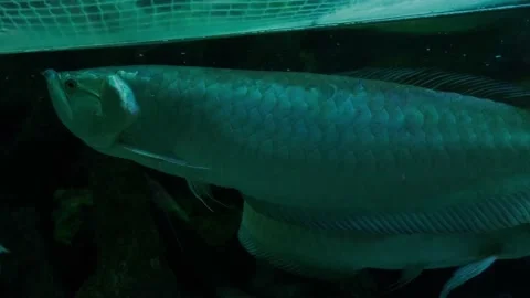 Big fish in the aquarium Stock Footage 231926981