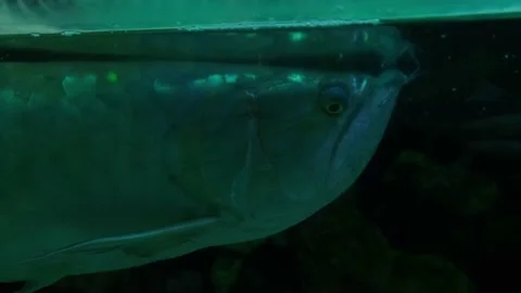 Big fish in the aquarium Stock Footage 231927320