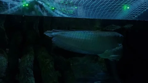 Big fish in the aquarium Stock Footage 231927339