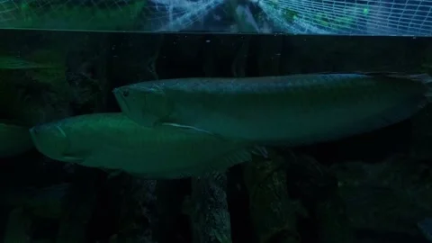 Big fish in the aquarium Stock Footage 231927529