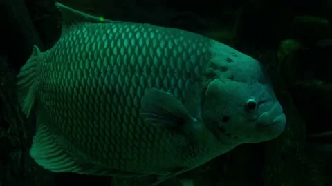Big fish in the aquarium Stock Footage 231927608