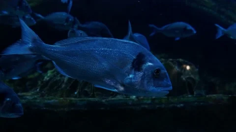 Big fish in the aquarium Stock Footage 231927710