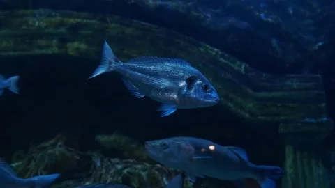 Big fish in the aquarium Stock Footage 231927793