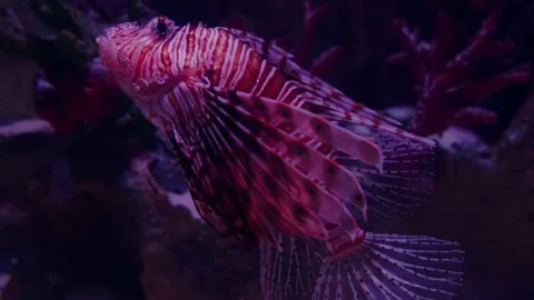 Big fish in the aquarium Stock Footage 231927977