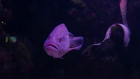 Big fish in the aquarium Stock Footage 231928103