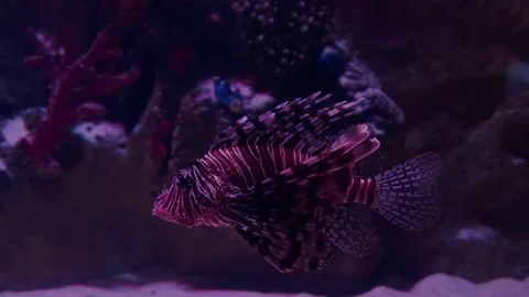 Big fish in the aquarium Stock Footage 231928371