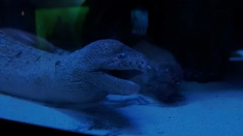 Big fish in the aquarium Stock Footage 231928401