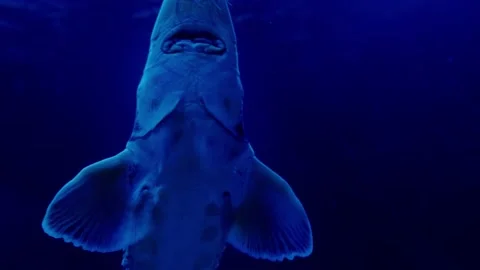 Big fish in the aquarium Stock Footage 231928514