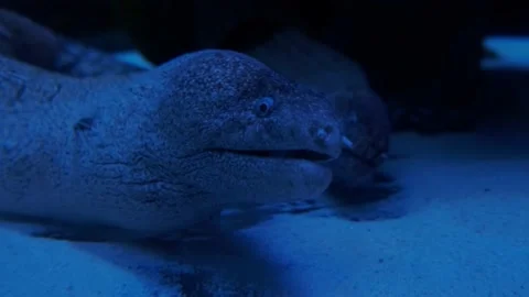 Big fish in the aquarium Stock Footage 231928552