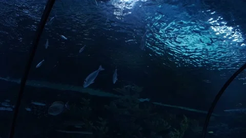 Big fish in the aquarium Stock Footage 231928805