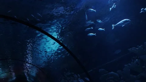Big fish in the aquarium Stock Footage 231928855