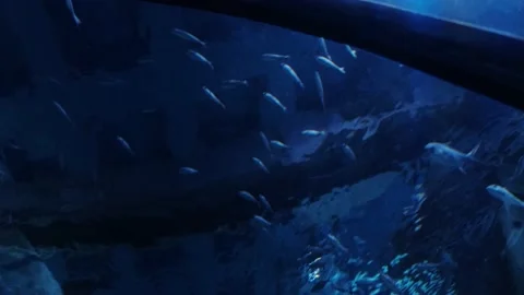 Big fish in the aquarium Stock Footage 231929102