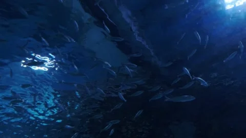 Big fish in the aquarium Stock Footage 231929142