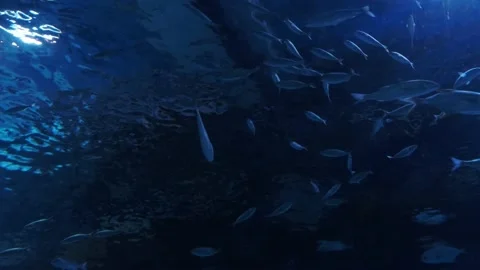 Big fish in the aquarium Stock Footage 231929444