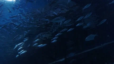 Big fish in the aquarium Stock Footage 231929573
