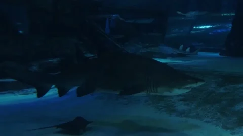 Big fish in the aquarium Stock Footage 231929685