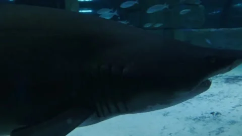 Big fish in the aquarium Stock Footage 231929800