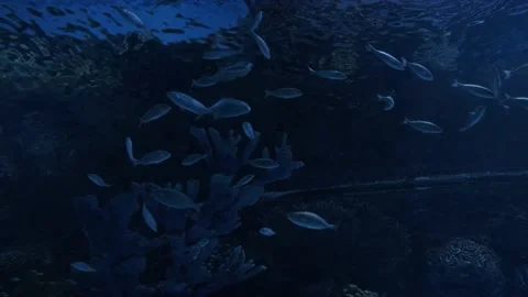Big fish in the aquarium Stock Footage 231929832