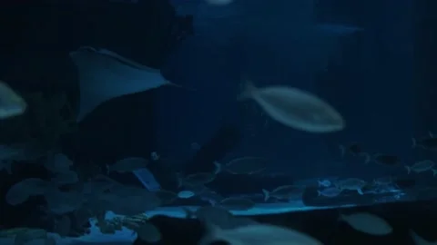 Big fish in the aquarium Stock Footage 231930034