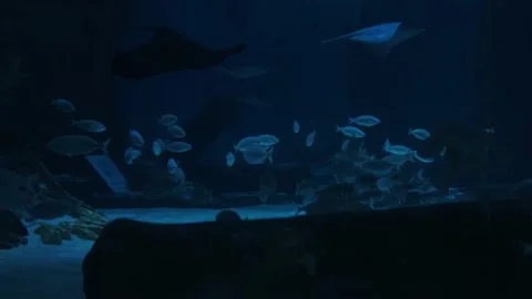 Big fish in the aquarium Stock Footage 231930075