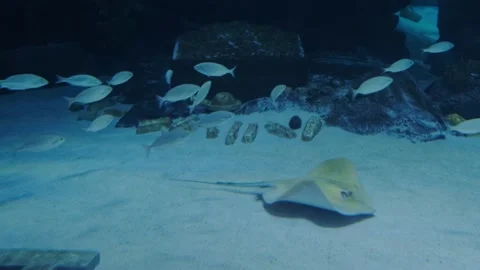Big fish in the aquarium Stock Footage 231930310