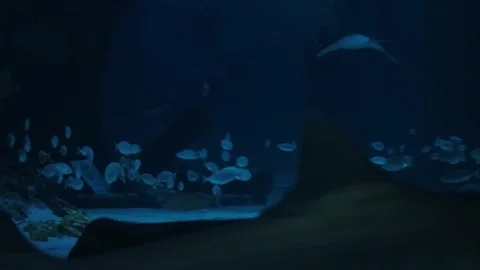 Big fish in the aquarium Stock Footage 231930414