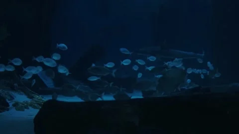 Big fish in the aquarium Stock Footage 231930451