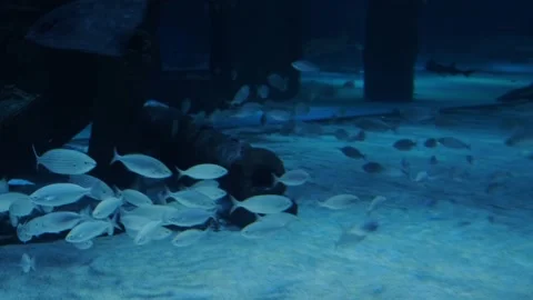 Big fish in the aquarium Stock Footage 231930652