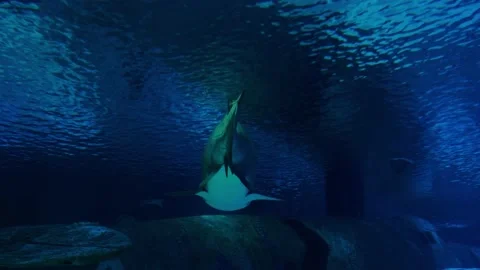 Big fish in the aquarium Stock Footage 231930663