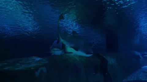Big fish in the aquarium Stock Footage 231930808