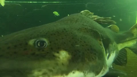 Big fish in aquarium Stock Footage 246866025