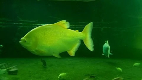 Big fish in the aquarium Stock Footage 246866058