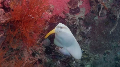 A big fish being cleaned by a cleaner fish. Close up. Stock Footage 82684907