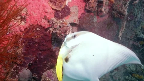 A big fish being cleaned by a cleaner fish. Close up. Stock Footage 82684917