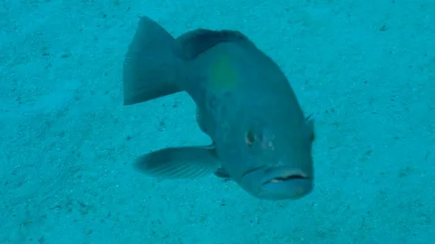 Big Fish on the Bottom of the Deep Sea Stock Footage 124086893