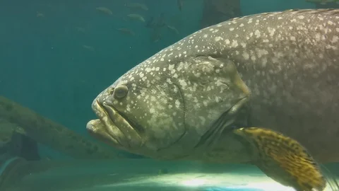Big fish breathe peacefully. Stock Footage 115717439