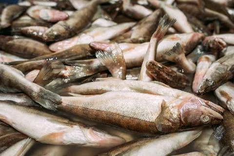 Big fish catch. Live large fish are in the water Stock Photos
