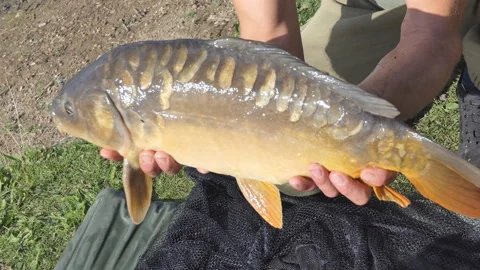 A big fish caught by a man. Stock Footage 114515738
