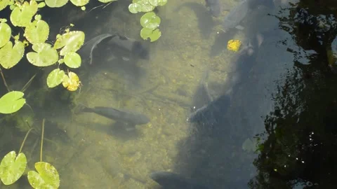 Big fish in a clear lake 動画素材 132598671