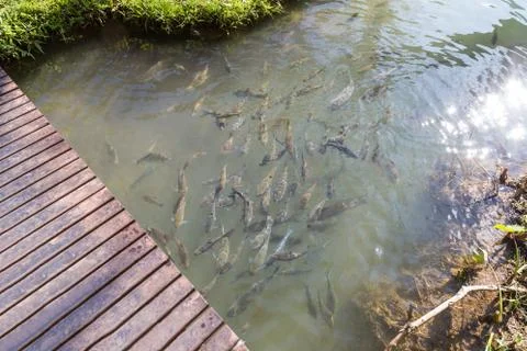 Big fish in clear pool Stock Photos