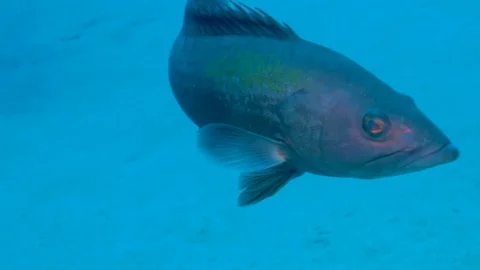 Big Fish Close Up Deep Underwater Stock Footage 124084089