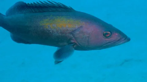 Big Fish Comes Close to the Camera Stock Footage 124083982