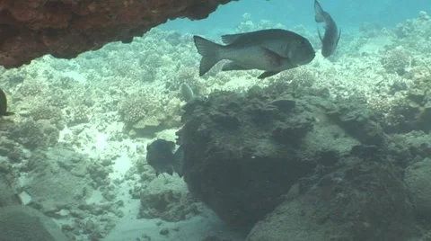 Big Fish in Coral Reef Florida Keys Stock Footage 5257584