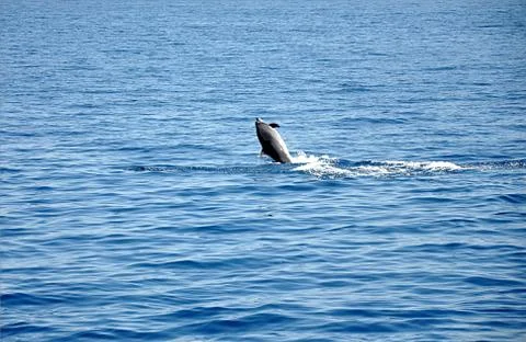Big fish dolphin Stock Photos