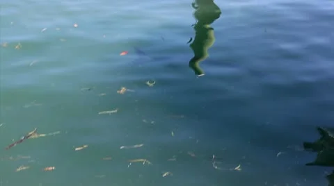 Big fish eating surfacing  库存影片 10725677