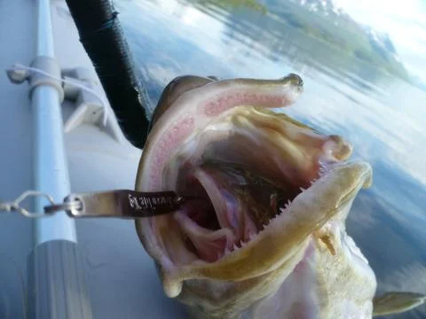 Big fish eats small fish 스톡 사진