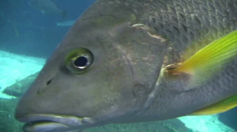 Big Fish Eye  Видео 291988