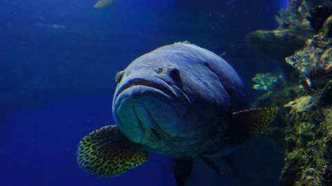 Big fish floats at the bottom of the ocean. Stock Footage 133409217