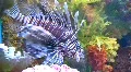 Big fish HD Footage